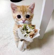 Chat mignon avec une fleur